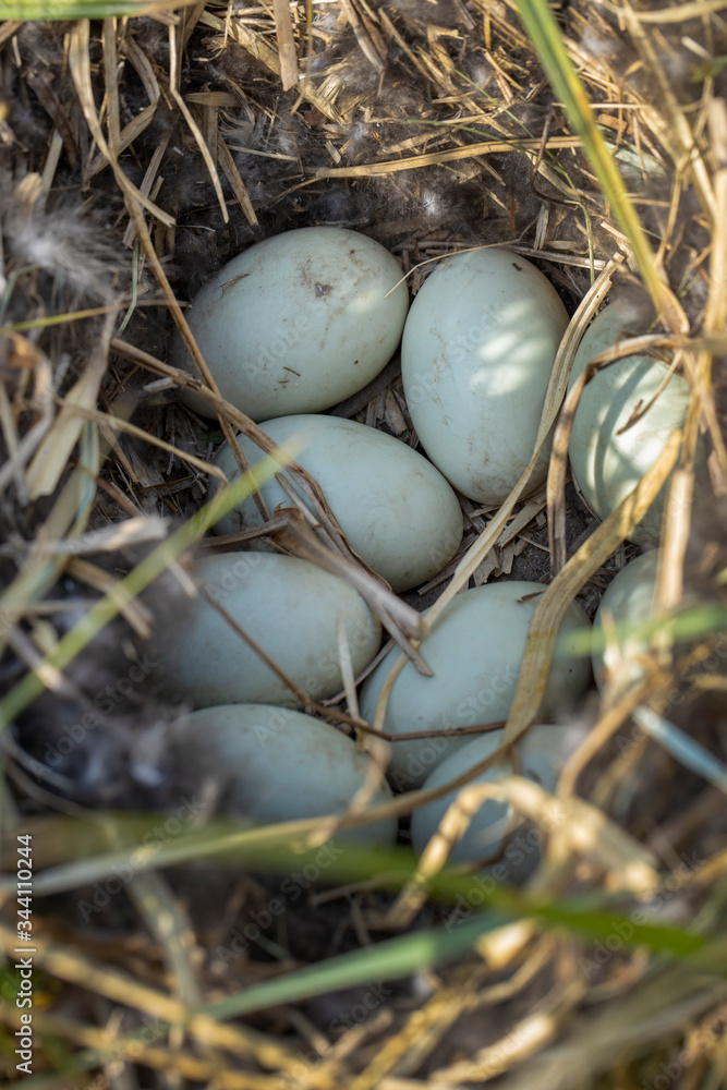Duck. Birds nest with eggs. National Park Weerribben-Wieden Netherlands Steenwijkerland. Spring. Duck. Birds nest with eggs. National Park Weerribben-Wieden Netherlands Steenwijkerland. Spring.