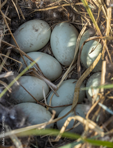 Duck. Birds nest with eggs. National Park Weerribben-Wieden Netherlands Steenwijkerland. Spring.