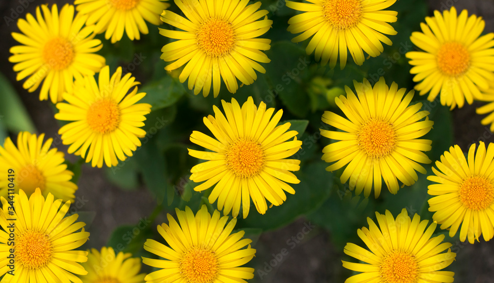 Yellow daisies. Green plants. Spring meadow Yellow daisies. Green plants. Spring meadow