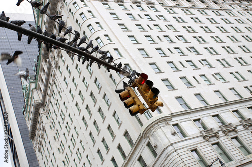 Canvas Print Pigeons on a pole of a New York traffic street light