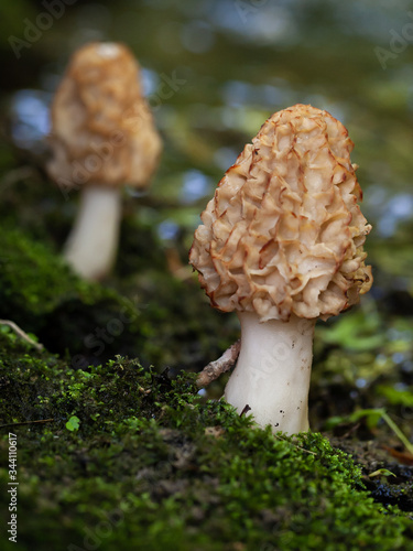 Mushroom, morchella, in the forest by the stream
