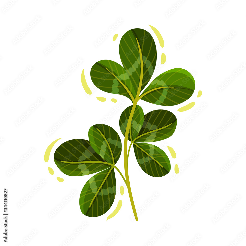 Green Clover Stem with Trifoliate Leaves Vector Illustration