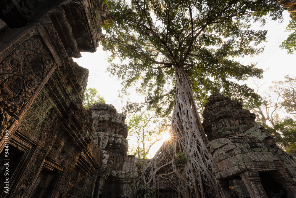 Ta Prohm Temple, Angkor Temple overgrown by massive trees after abandoned for centuries, Siem Reap, Cambodia