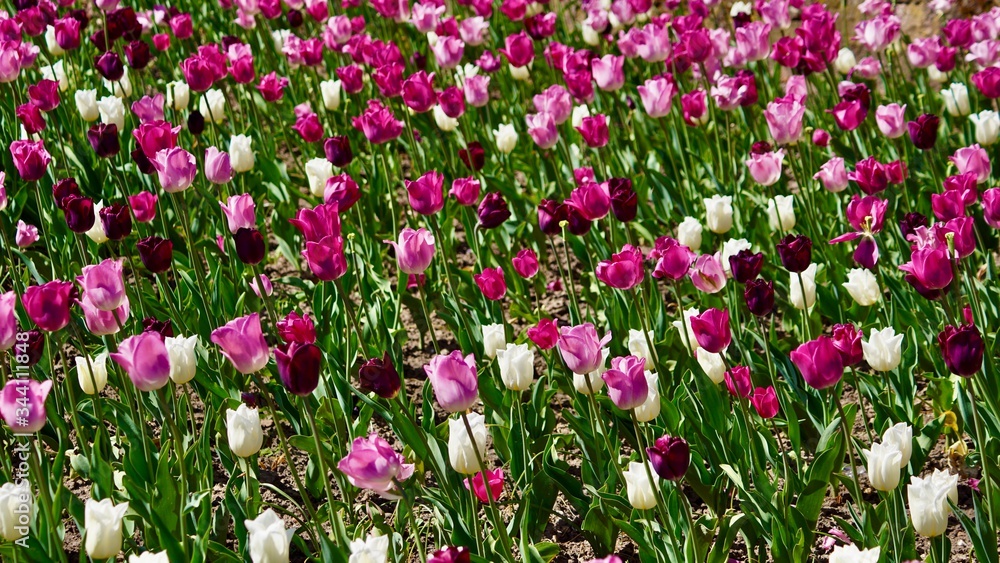 Frühlingsblüten Frühlingsblüten