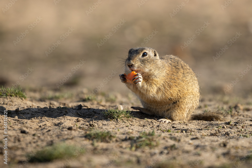 Beautiful and cute ground squirrel with carrot. Amazing animal, quick, surprised, amusing. Natural, wildlife shot. Peaceful and warm spring afternoon. Beautiful and cute ground squirrel with carrot. Amazing animal, quick, surprised, amusing. Natural, wildlife shot. Peaceful and warm spring afternoon.
