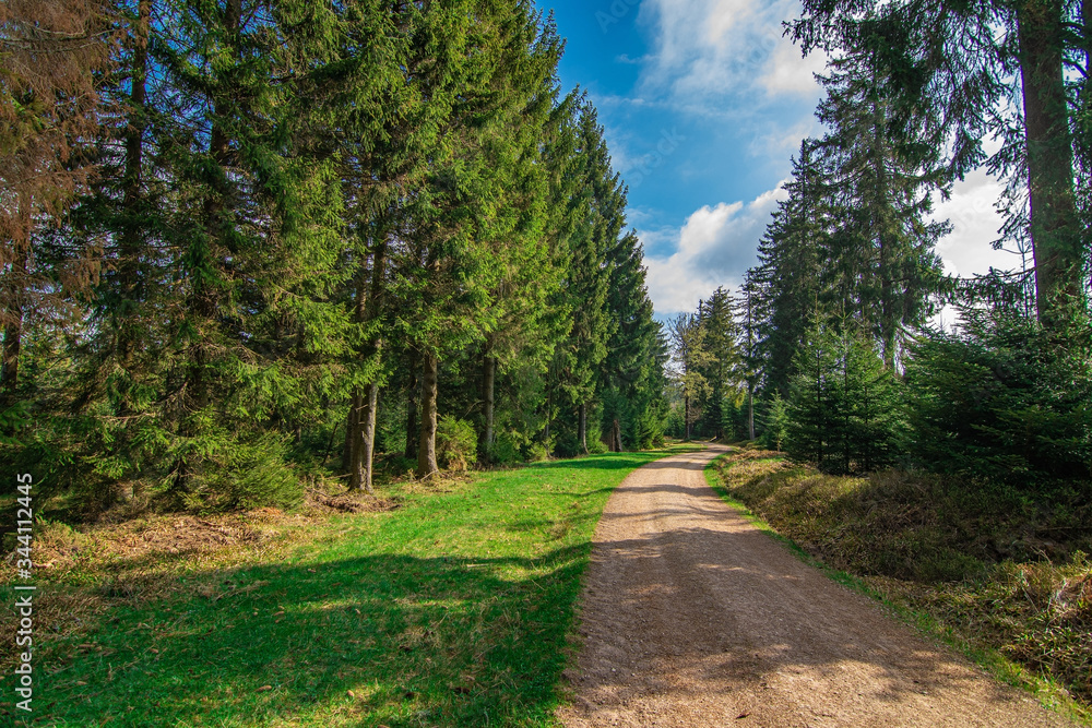 The Black Forest in Germany with a nice, natural path to walk on The Black Forest in Germany with a nice, natural path to walk on