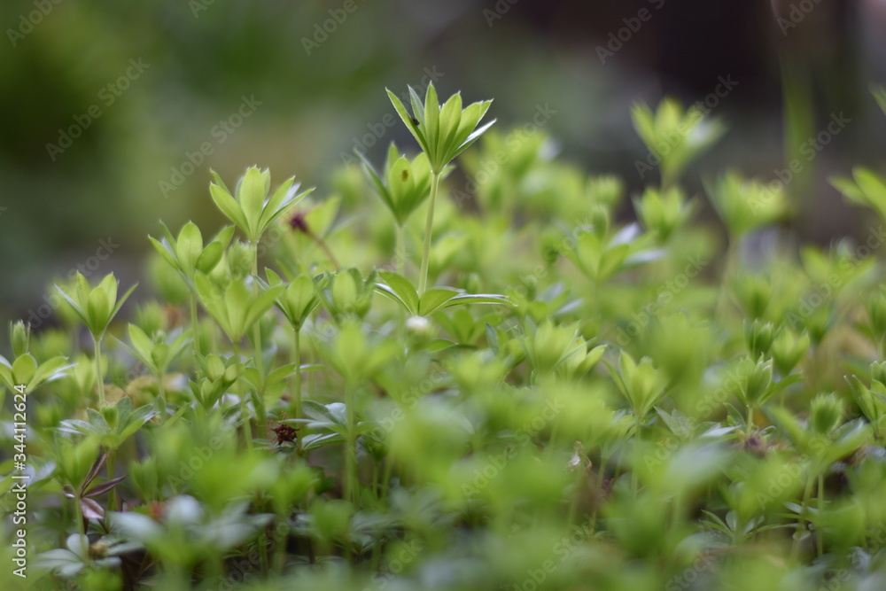 Waldmeister (Galium odoratum) Waldmeister (Galium odoratum)