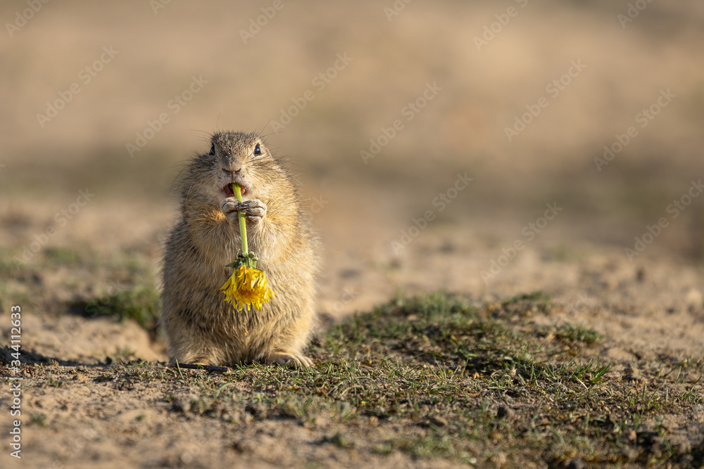 Beautiful and cute ground squirrel with dandelion. Amazing animal, quick, surprised, amusing. Natural, wildlife shot. Peaceful and warm spring afternoon. Beautiful and cute ground squirrel with dandelion. Amazing animal, quick, surprised, amusing. Natural, wildlife shot. Peaceful and warm spring afternoon.