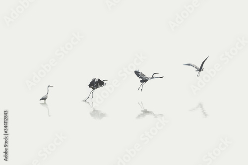 Print op canvas flight steps progress of a migratory bird