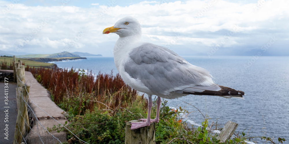 Gaviota de perfil Gaviota de perfil