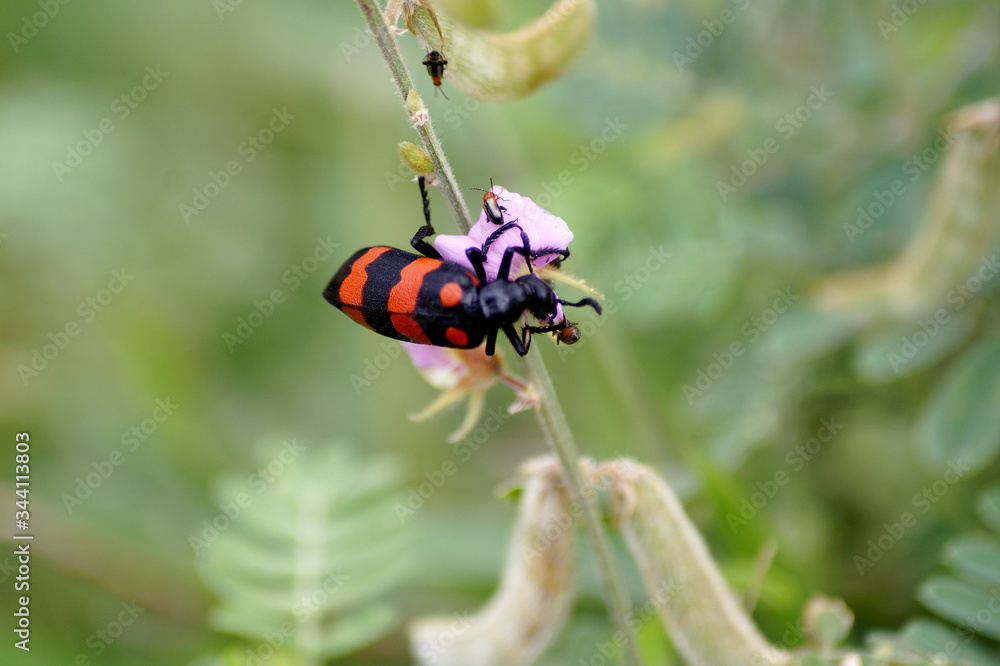beauty full red bug with her family on a flower