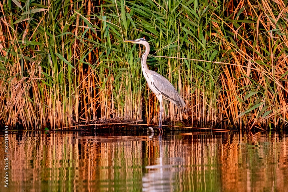Grey Heron, Ardea cinerea, standing in front of reed Grey Heron, Ardea cinerea, standing in front of reed