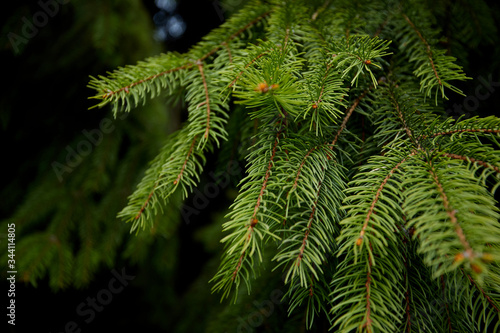 green fir branch  nature background