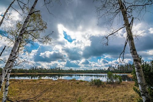 The moor in the Black Forest, Germany, near Kaltenbronn  photo