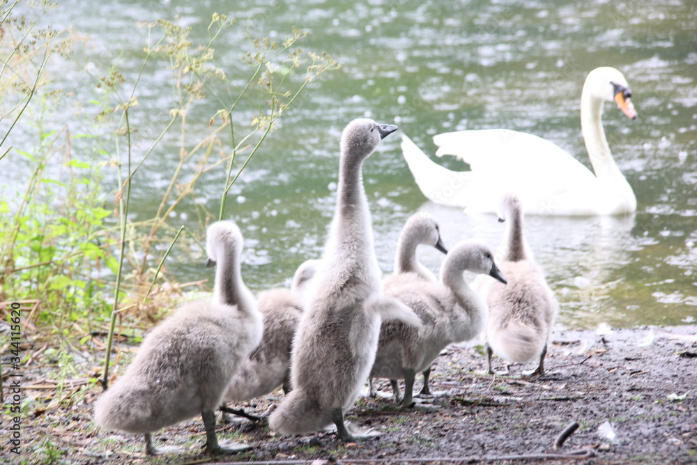 Fototapeta premium Cisnes