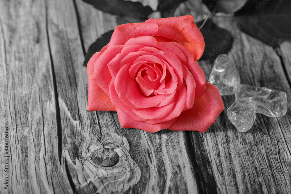Beautiful pink coral rose on aged wooden board Beautiful pink coral rose on aged wooden board