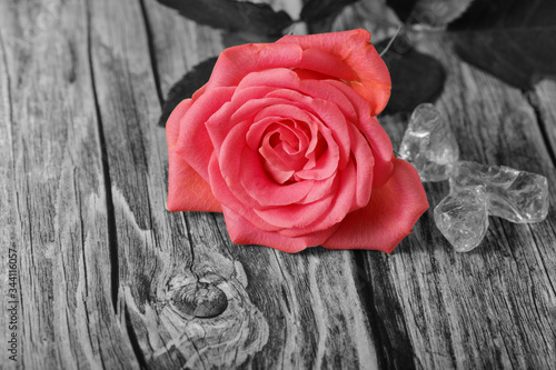 Beautiful pink coral rose on aged wooden board