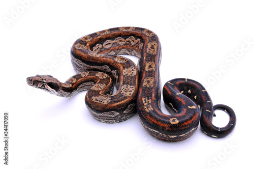 Boa constrictor imperator Inca