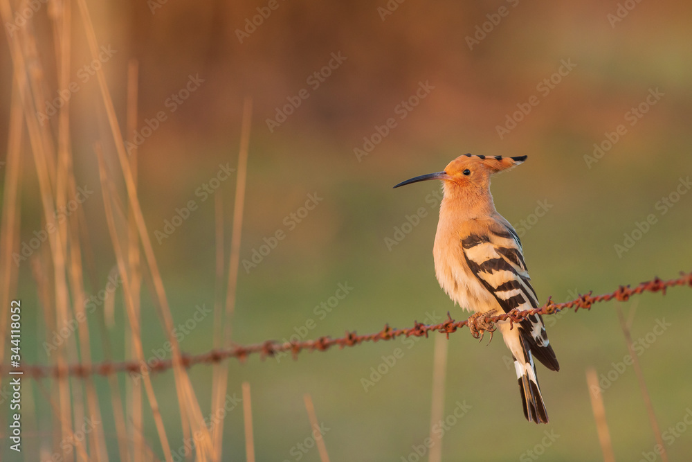 Eurasian Hoopoe or Common hoopoe (Upupa epops) Eurasian Hoopoe or Common hoopoe (Upupa epops)