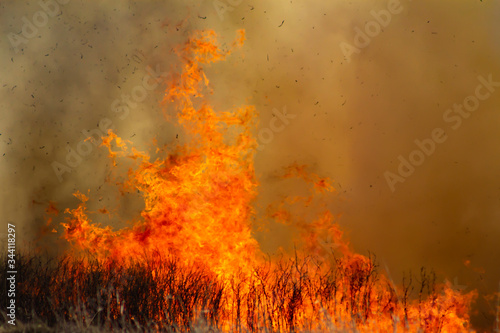 Flames from wild fire in the field, dense smoke background © alignedd