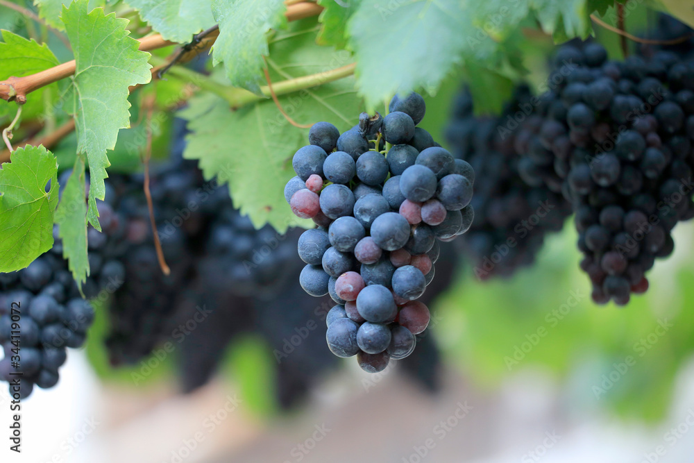 Blaue Weintrauben, reife Früchte hängen an Weinrebe