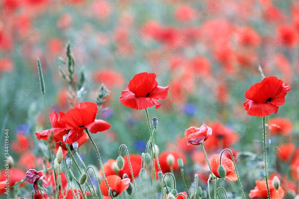 Obraz premium Beautiful red Poppy is growing in a field or meadow full of poppies in an agricultural environment