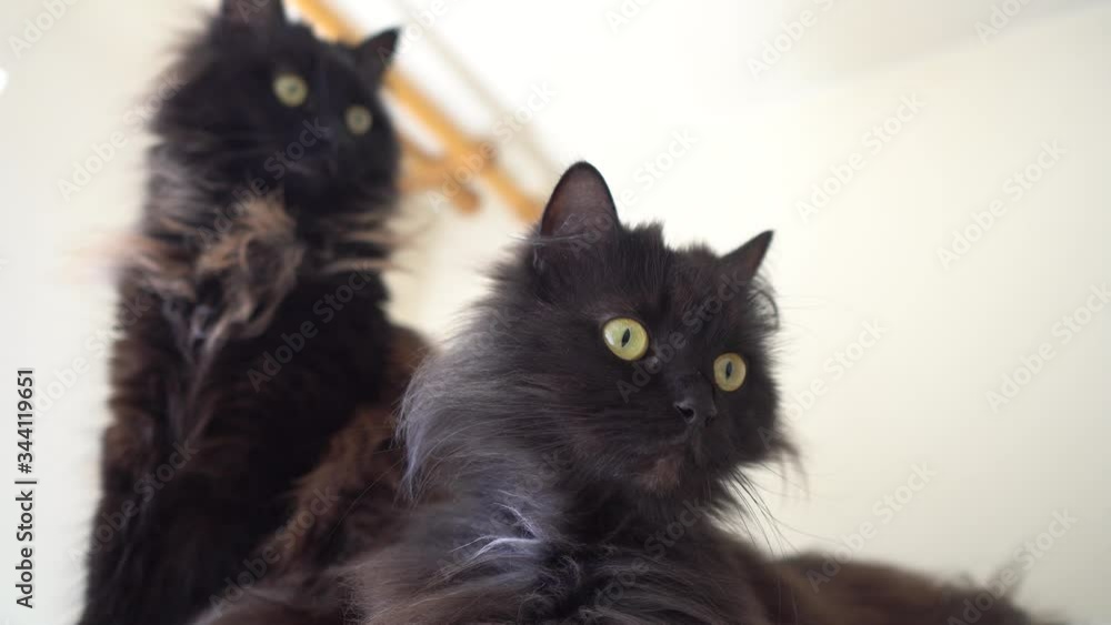 The cat looks surprised. Funny cats. Funny cats.Black cats are twins. Two black cats look at the camera. The cat looks surprised. Funny cats. Funny cats.Black cats are twins. Two black cats look at the camera.