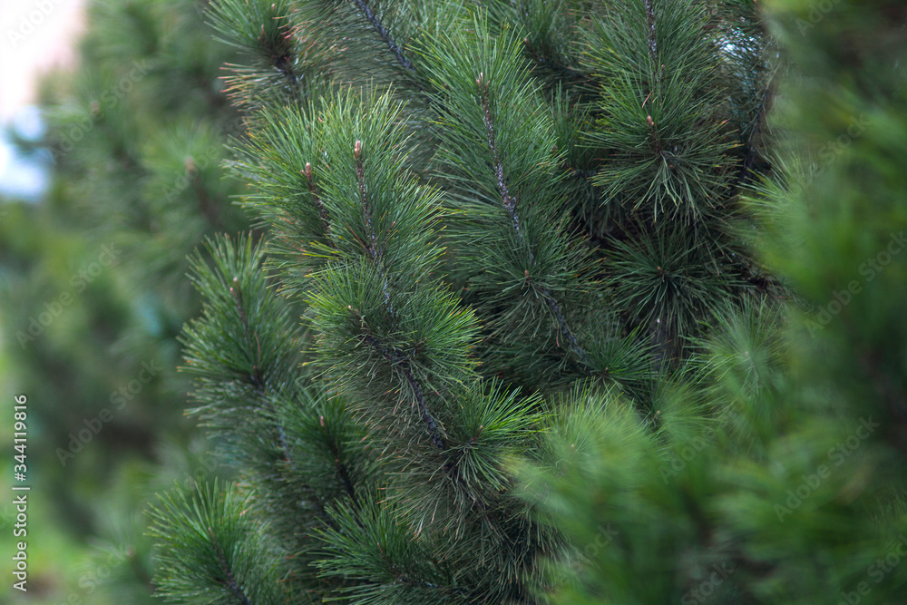 branches of Siberian pine with bloom branches of Siberian pine with bloom