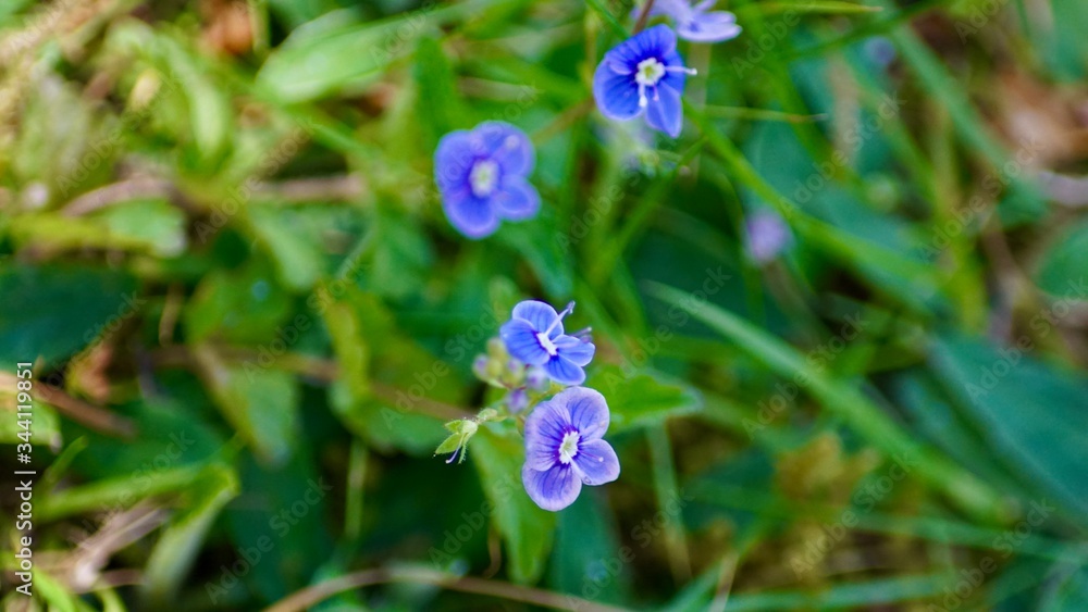 Frühlingsblüten Frühlingsblüten