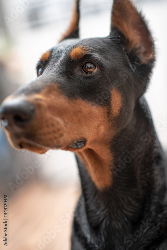 Portrait of a Doberman. Photographed close-up in a city apartment.