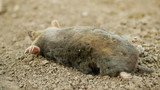 Poisoning by poison rodenticides pesticide agriculture against rodents voles mice. mole European Talpa europaea dead death corpse soil ground mouse, infections deratization, flies crawl insect fly