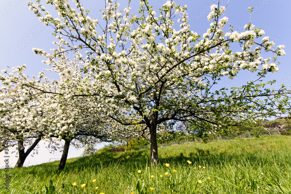 Relaxing in springtime: Beautiful apple tree garden blossoming on sunny spring day. Blooming apple trees with bright blue sky and green meadow in Germany, Europe. Relaxing in springtime: Beautiful apple tree garden blossoming on sunny spring day. Blooming apple trees with bright blue sky and green meadow in Germany, Europe.