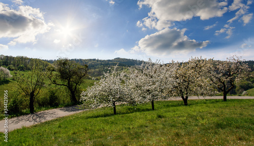 Hiking trail in the beautiful Forest of Odes in Baden-Wuerttemberg: View of Spring landscape with path, hills, meadows, blooming apple trees, flowers, sun, blue sky and clouds in Germany in Europe. 