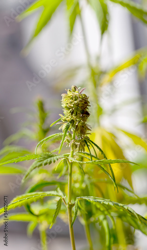 Detail of cannabis cola with visible hairs and leaves on flowering . Blooming Marijuana plant with early white Flowers  cannabis sativa leaves  marihuana