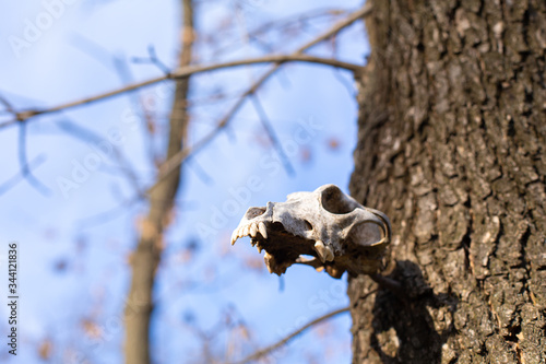 Dog skull hanging on a tree in a park