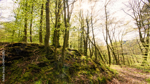 Panorama of a beautiful and peaceful outdoor morning scene with sunshine forest trees in a wild wood nature. Green forest in spring with bright sun shining through , near Weinheim in Germany, Europe