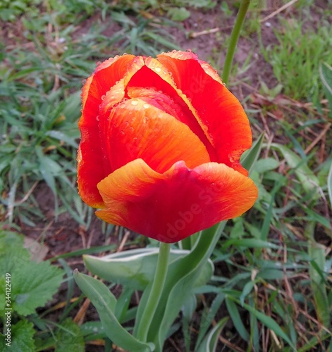 scarlet tulip against the background of a blooming spring garden after rain