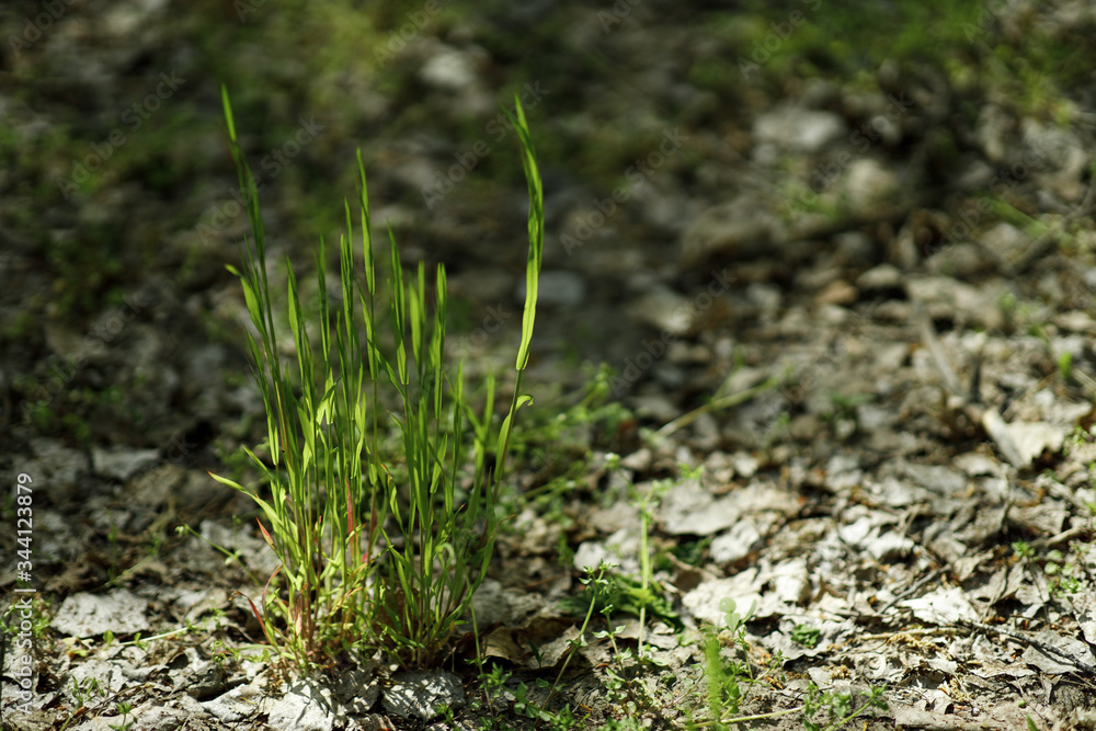 bright saturated green grass bright saturated green grass