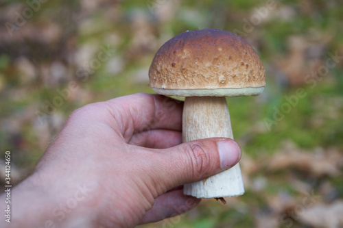 Boletus edulis mushroom in the hands,man found a mushroom penny bun in the forest, mushroom porcini