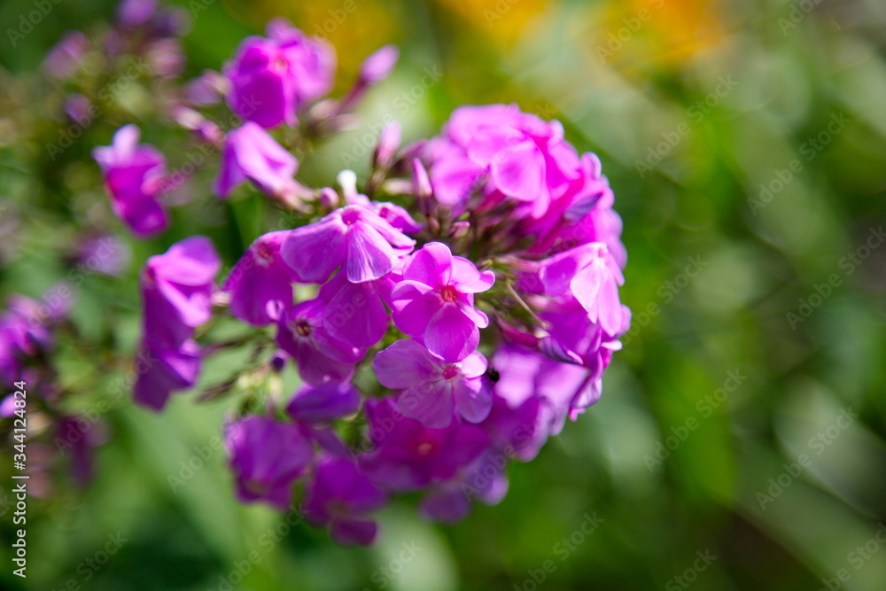 Bright phlox flowers in bloom close up