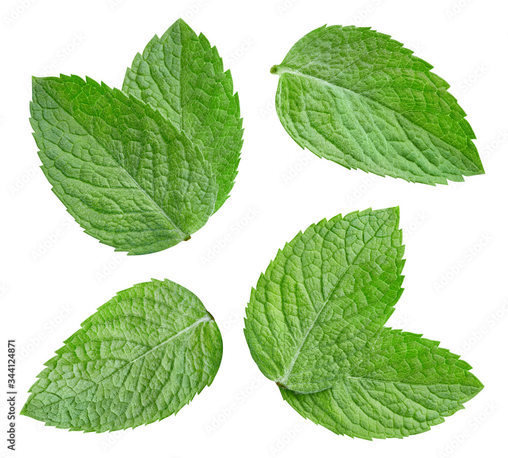 Mint collection with clipping path Mint collection with clipping path