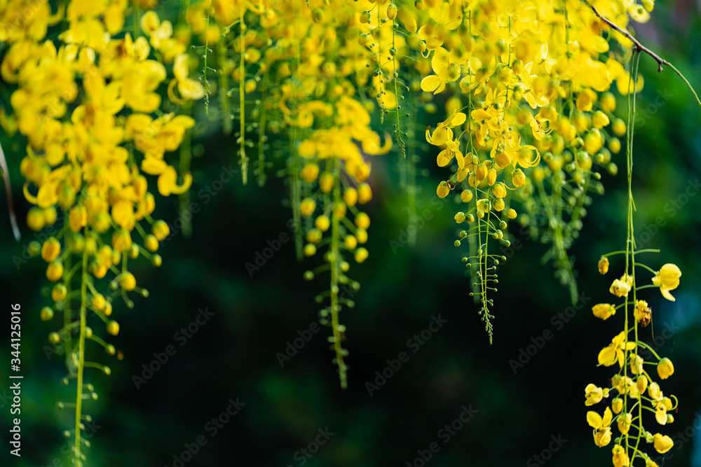 Obraz premium yellow flower(kanikkonna) this is a traditional flower in kerala,india.its bloom in march and April
