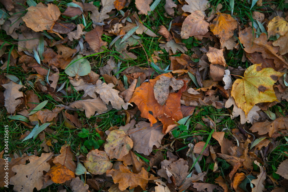 Old autumn leaves mixed with spring grass Old autumn leaves mixed with spring grass