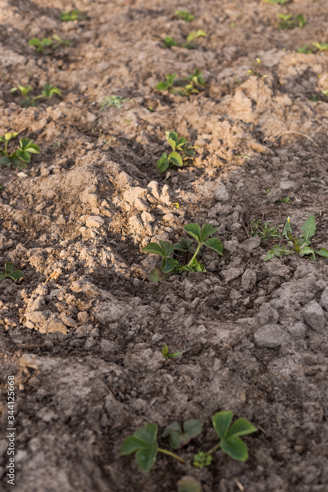 Young strawberry seedling in the sandy soil Young strawberry seedling in the sandy soil