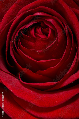 Close up of Red Rose 