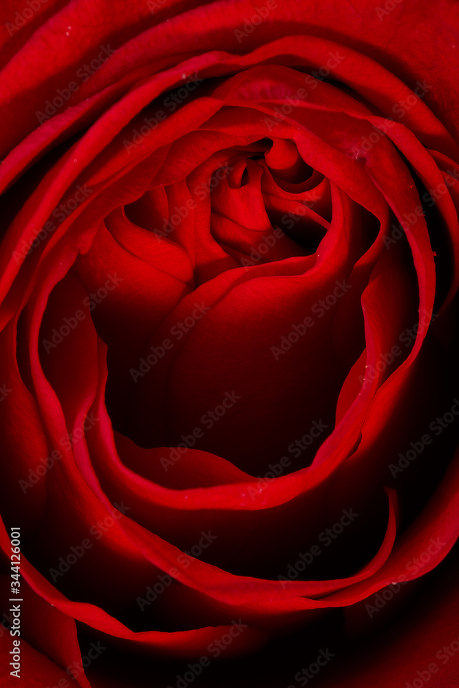 Naklejka premium Close up of Red Rose 
