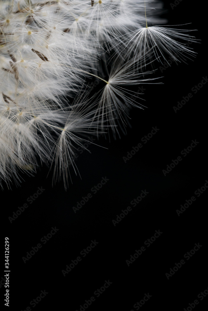 white dandelion stamen close up macro on a black background Background of dandelion flower umbrella seeds white dandelion stamen close up macro on a black background Background of dandelion flower umbrella seeds
