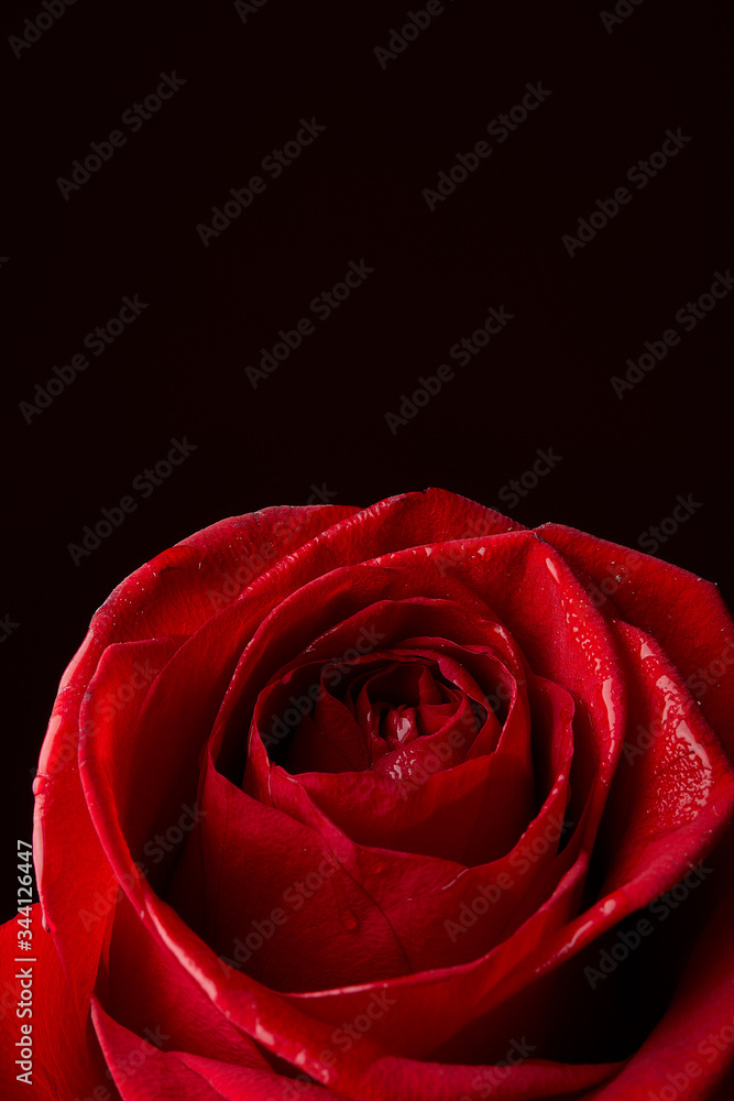 Close up of Red Rose on a black background Close up of Red Rose on a black background