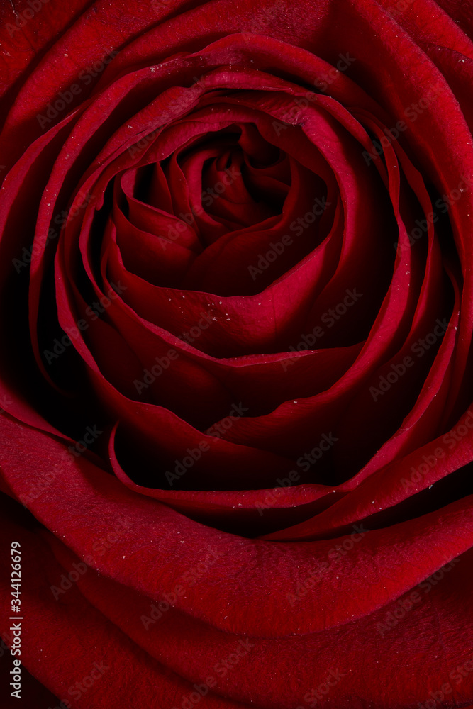 Close up of Red Rose
Close up of Red Rose