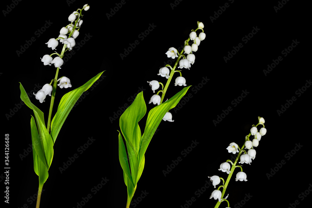 Obraz premium Lily of the valley flower on black background